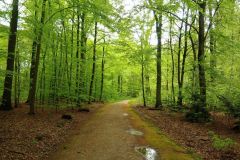 wald-reinbek-fruehling